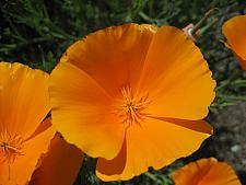 ESCHSCHOLZIA californica 'Orange King', California Poppy