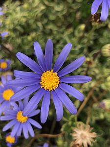 FELICIA amelloides 'Variegata', Variegated Blue Marguerite Daisy
