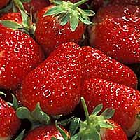 FRAGARIA x ananassa 'Eversweet' (Strawberry), Eversweet Strawberry