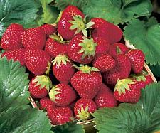 FRAGARIA x ananassa 'Quinault' (Strawberry), Everbearing Garden Strawberry