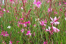 GAURA lindheimeri 'Siskiyou Pink', Beeblossom, Butterfly Flower, Wand Flower