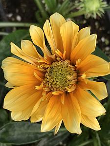 GAZANIA SunBathers 'Cremazu', Treasure Flower