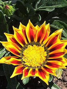 GAZANIA SunBathers 'Totonaca', Treasure Flower