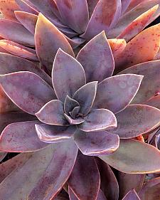 GRAPTOVERIA 'Fred Ives', 