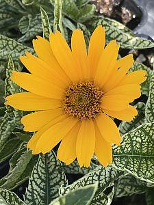 HELIOPSIS helianthoides 'Sunstruck', False Sunflower, Sunflower Heliopsis