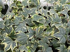 HEDERA helix 'Yellow Ripple', English or Common Ivy