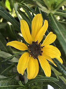 HELIANTHUS salicifolius 'Autumn Gold', Willowleaf Sunflower