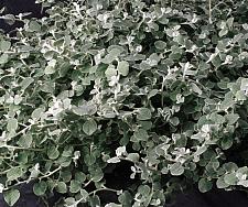 HELICHRYSUM petiolare 'Immortelle', Licorice Plant