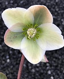 HELLEBORUS 'Ivory Prince', Lenten Rose