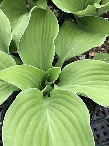 HOSTA 'August Moon', Plantain Lily