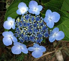 HYDRANGEA macrophylla 'Blue Wave' ('Mariesii Perfecta'), Big Leaf, Garden, Florist or French Hydrangea