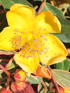 HYPERICUM x moserianum 'Tricolor', Tutsan, Gold Flower, St. Johns Wort