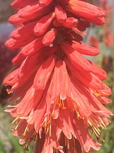 KNIPHOFIA 'Redhot Popsicle', Torch Lily, Poker Plant