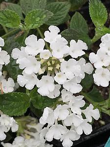 LANTANA montevidensis 'Trailing White', Weeping or Trailing Lantana, Polecat Geranium