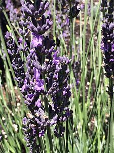 LAVANDULA x intermedia 'Phenomenal', Lavender