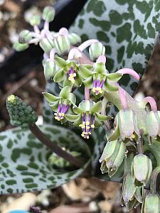 LEDEBOURIA socialis, Silver Squill, Wood Hyacinth, Leopard Lily