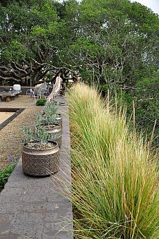 MUHLENBERGIA species 'Mexico', Big Mexican Muhly