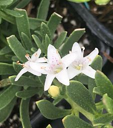MYOPORUM parvifolium 'Davis', Creeping Boobialla