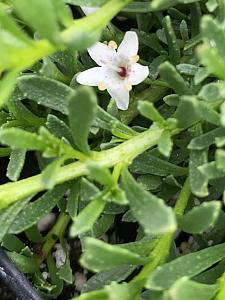 MYOPORUM parvifolium, Creeping Boobialla