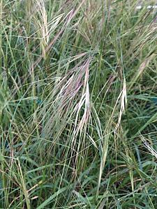 NASSELLA pulchra (syn. STIPA pulchra), Purple Needle Grass