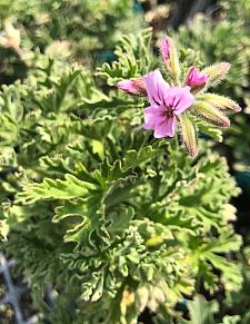 PELARGONIUM 'Lady Plymouth Variegated', Scented Geranium Variegated Lady Plymouth