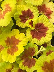 PELARGONIUM x hortorum 'Occold Shield', Type: Fancy Leaf Zonal Geranium