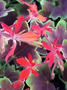 PELARGONIUM x hortorum 'Vancouver Centennial', Type: Stellar (Fancy Leaf Zonal Geranium)