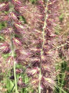 PENNISETUM orientale 'Karley Rose', Oriental Fountain Grass (Ornamental Grass)