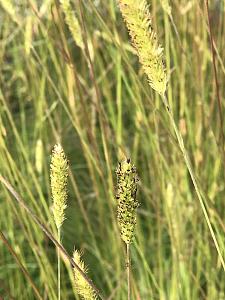 PENNISETUM spathiolatum, Slender Veldt Grass, Fountain Grass