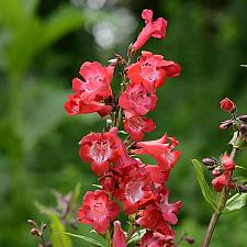 PENSTEMON hybrida 'Cherry Sparks', Border or Garden Penstemon, Beard Tongue