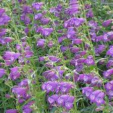 PENSTEMON x mexicali 'Pikes Peak Purple', Border or Garden Penstemon, Beard Tongue