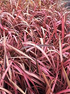 PHORMIUM 'Best Red', New Zealand Flax, Flax Lily