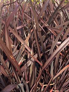 PHORMIUM tenax 'Bronze Baby', New Zealand Flax, New Zealand Hemp, Flax Lily
