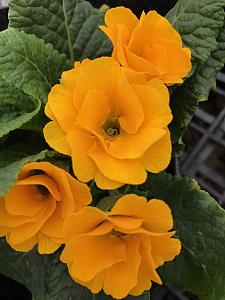 PRIMULA vulgaris Primlet 'Golden Shades', Primrose, English Primrose