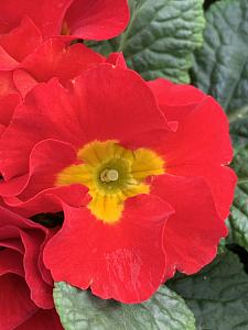 PRIMULA vulgaris Primlet 'Scarlet', Primrose, English Primrose