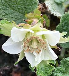 RUBUS pentalobus (syn. R. calycinoides, R. fockeanus), Bramble, Creeping Raspberry