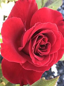 ROSA 'Lady in Red', Climbing Rose