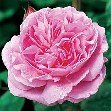 ROSA 'Mary Rose' (=Ausmary) (own root), David Austin English Rose