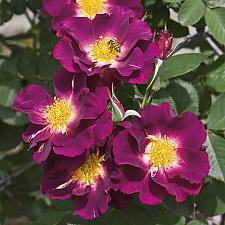 ROSA 'Stormy Weather', Large Flowered Climber