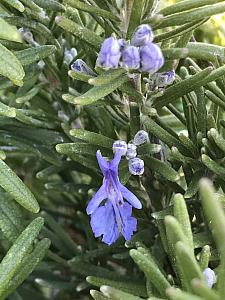 ROSMARINUS officinalis 'Blue Spires', Rosemary