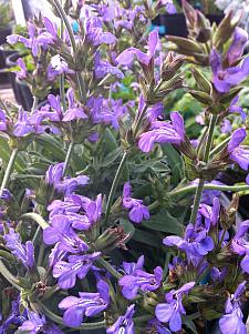 SAGE 'Dwarf' (Salvia officinalis 'Compacta'), Dwarf Garden, Green or Common Sage