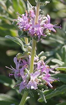 SALVIA leucophylla 'Point Sal Spreader', Mexican Purple Sage, Gray Sage