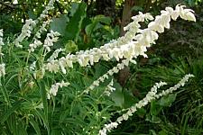 SALVIA leucantha 'White Mischief', White Mexican Bush Sage