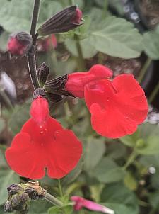 SALVIA microphylla 'Red Velvet', Cherry Sage, Baby Sage, Little Leaf Sage