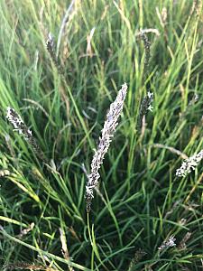 SESLERIA autumnalis, Autumn Moor Grass