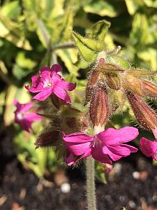 SILENE dioica 'Clifford Moor', Red Campion