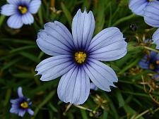 SISYRINCHIUM 'Devon Skies', Blue-Eyed Grass
