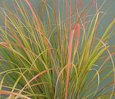 STIPA arundinacea 'Sirocco', Feather Reed, Pheasant's Tail Grass