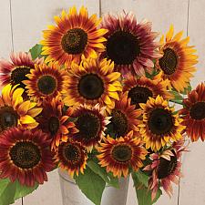 SUNFLOWER Autumn Beauty, Organic Heirloom Sunflower