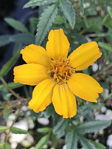 TAGETES lemmonii 'Compacta', Mexican Bush Marigold